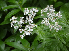 Achillea macrophylla