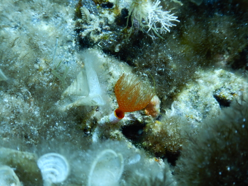 Protula intestinum