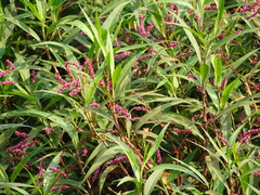 Persicaria glabra