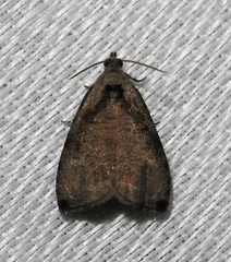 Olethreutes exoletum