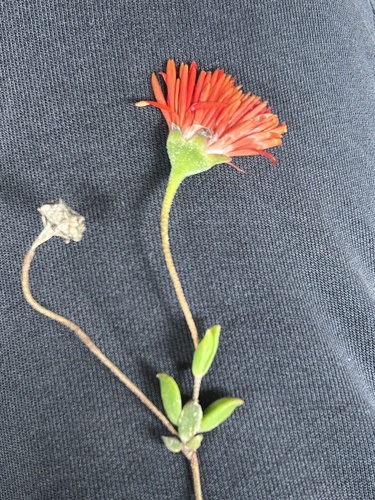 Scarlet Dewfig (Drosanthemum lavisii)