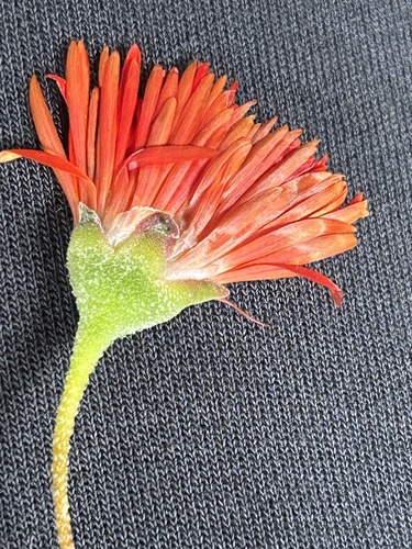 Image of Drosanthemum lavisii by (c) Christina, some rights reserved (CC BY)