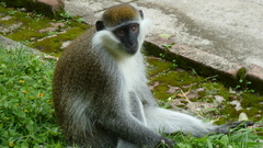 Chlorocebus aethiops