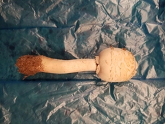 Chlorophyllum molybdites image