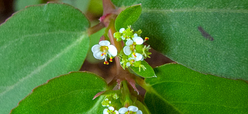 Euphorbia hypericifolia iNat (3)
