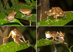 Myristica Lowland Tree Frog photo 5