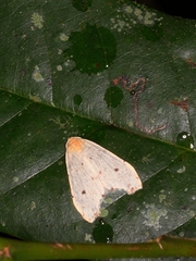 Oxacme commotoides