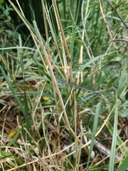 Platycnemis pennipes