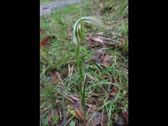 Pterostylis grandiflora