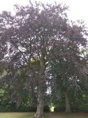 Fagus sylvatica