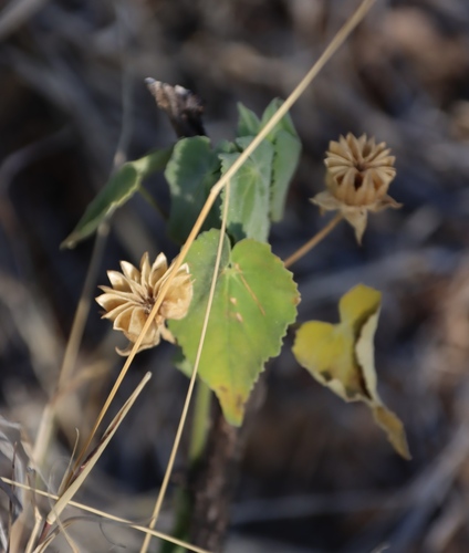 Image of Abutilon sonneratianum by (c) Tony Rebelo, some rights reserved (CC BY-SA)