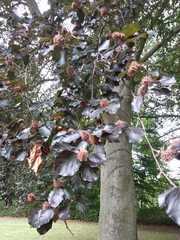 Fagus sylvatica