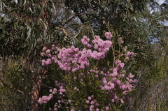Kunzea parvifolia