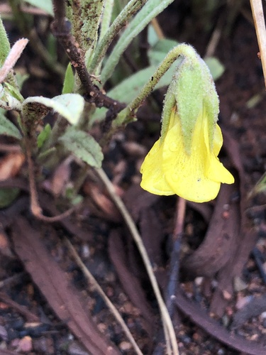 Image of Hermannia lancifolia by (c) Tam, some rights reserved (CC BY-SA)