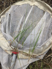 Carex siccata