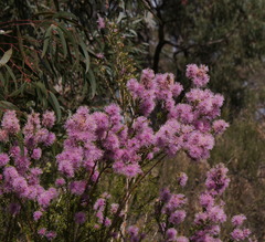 Kunzea parvifolia