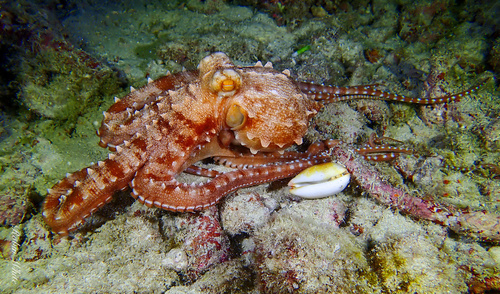 Ornate Night Octopus photographed in Hawaii