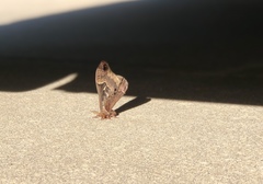 Callosamia promethea