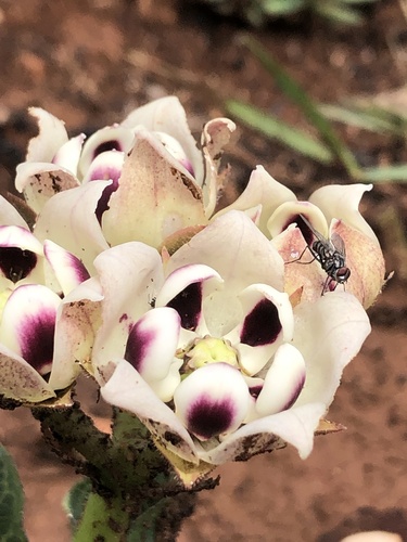 Image of Pachycarpus schinzianus by (c) Tam, some rights reserved (CC BY-SA)
