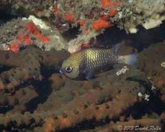 Dascyllus reticulatus