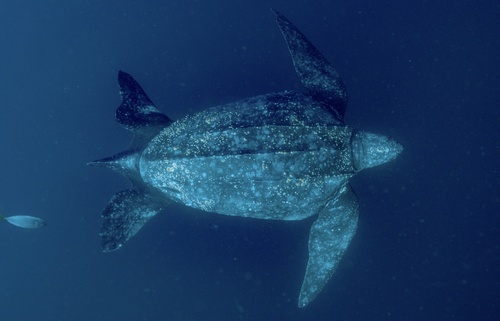 Leatherback Sea Turtle