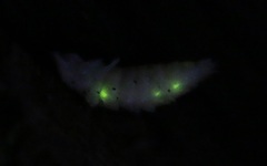 Lamprohiza splendidula