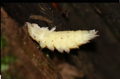 Lamprohiza splendidula