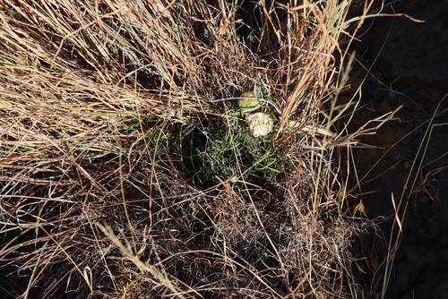 Image of Asparagus striatus by (c) Tony Rebelo, some rights reserved (CC BY-SA)
