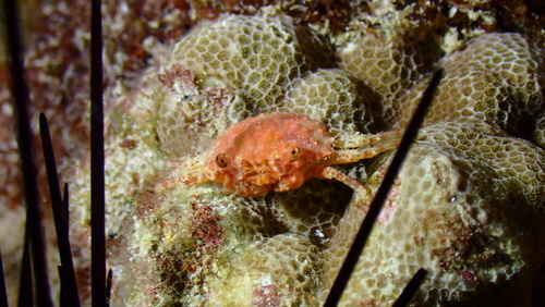 Exopalicus maculatus, 2024-11-07