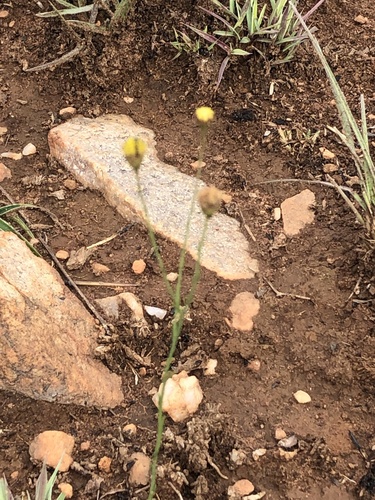Grassveld Beesbossie (Nolletia rarifolia)