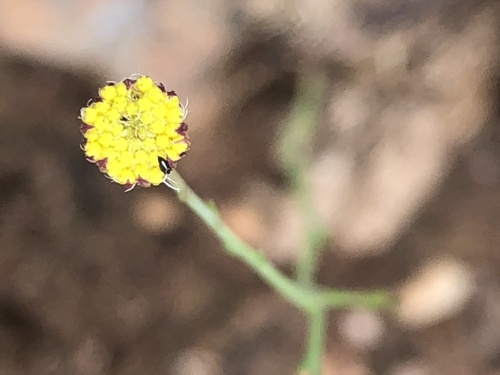 Image of Nolletia rarifolia by (c) Tam, some rights reserved (CC BY-SA)