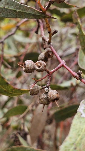 Image of Eucalyptus socialis by (c) Rosalie Lawrence, some rights reserved (CC BY)