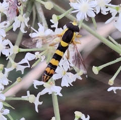 Sphaerophoria scripta