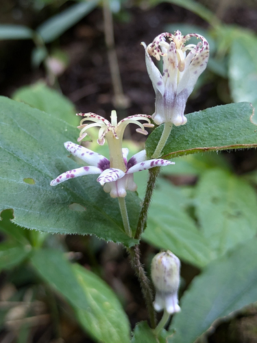Tricyrtis affinis, photograph 5