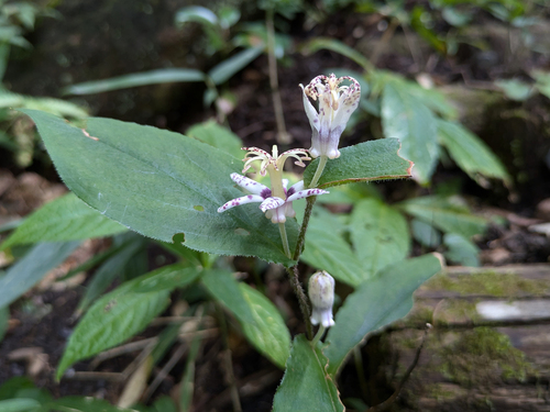 Tricyrtis affinis, photograph 6