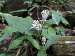 Tricyrtis affinis, photograph (c) Timur Kalininsky, some rights reserved (CC BY)