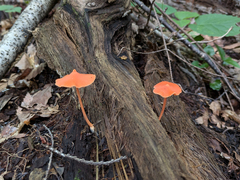 Entoloma quadratum