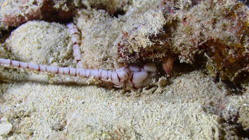 Baseodiscus cingulatus observed 2024-11-07