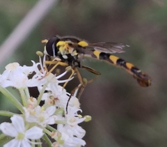 Sphaerophoria scripta