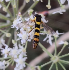 Sphaerophoria scripta