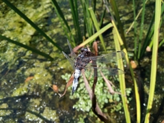 Libellula fulva