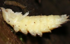 Lamprohiza splendidula