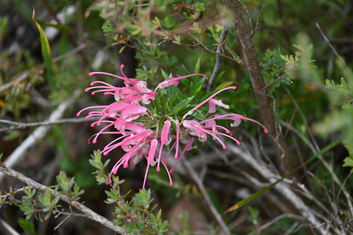 Image of Grevillea lavandulacea by (c) jraus, some rights reserved (CC BY-SA)