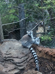 Lemur