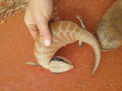 Tiliqua multifasciata