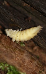 Lamprohiza splendidula