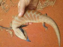 Tiliqua multifasciata