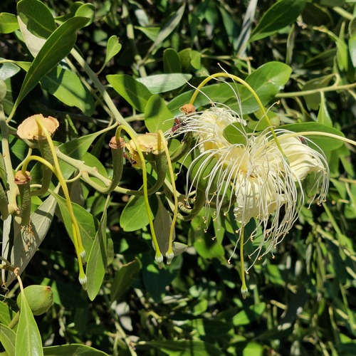 Capparis mitchellii (Capparis mitchellii)