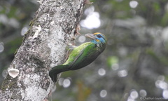 Psilopogon flavifrons