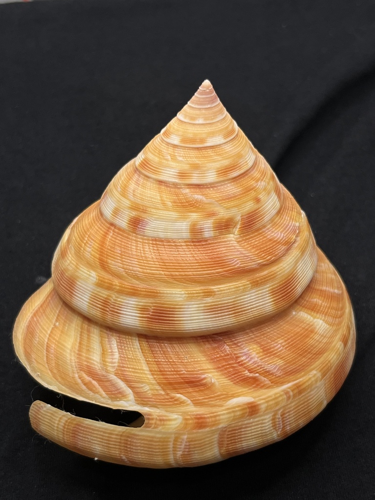 Mikadotrochus